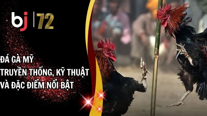 Đá Gà Mỹ – Truyền Thống, Kỹ Thuật và Đặc Điểm Nổi Bật