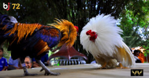 ảnh chỉ mang tính chất tham khảo