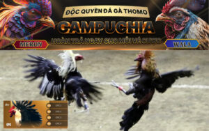 không bỏ lỡ bất kì 1 giải đấu gà nào tại nhà cái trang chủ bj72