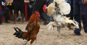 ảnh chỉ mang tính chất tham khảo