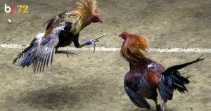 ảnh chỉ mang tính chất tham khảo